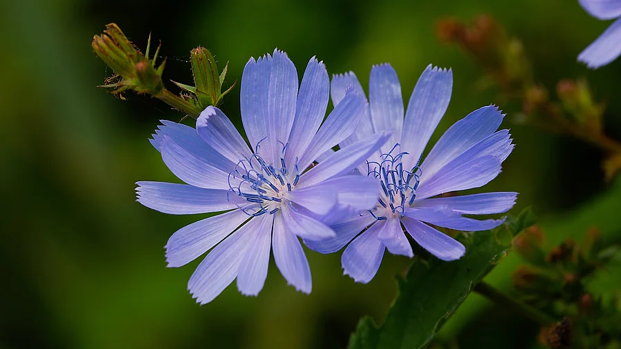 Common chicory (Cichorium intybus) Zwei Blüten der Gemeinen Wegwarte in der Nahaufnahme.