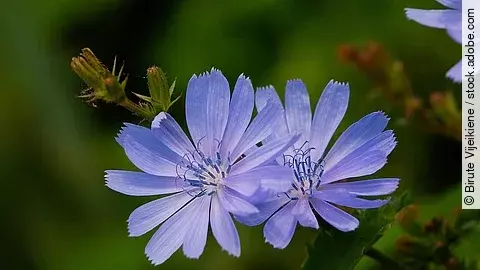 Zwei Blüten der Gemeinen Wegwarte in der Nahaufnahme.