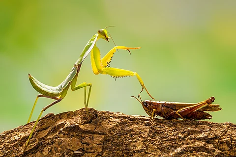 Heuschrecken in der Natur