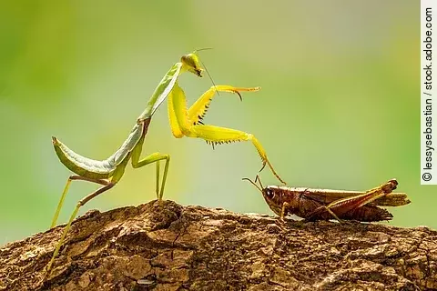 Heuschrecken in der Natur
