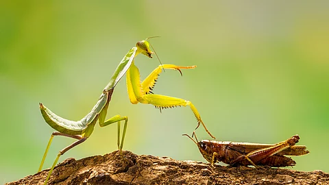 Heuschrecken in der Natur