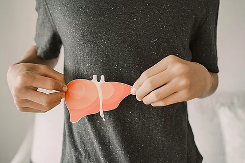 Mann hält ein Lebermodell vor der rechten Seite seines Bauches