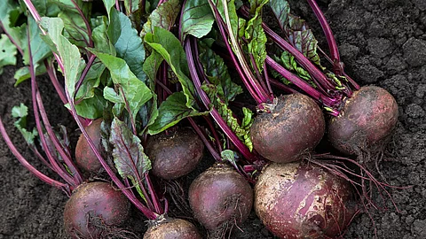 Frisch geerntete Rote-Bete-Knollen mit Grün auf einem Beet