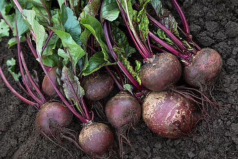 Frisch geerntete Rote-Bete-Knollen mit Grün auf einem Beet