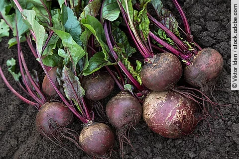 Frisch geerntete Rote-Bete-Knollen mit Grün auf einem Beet