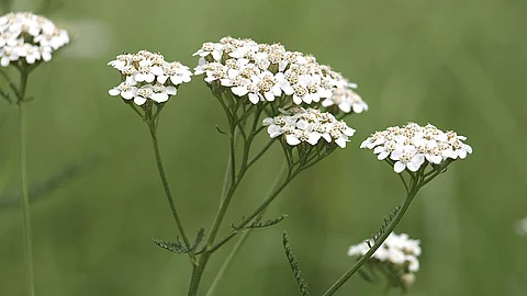 Mehrere Schafgarbenblüten auf einem Feld, der Hintergrund ist verschwommen