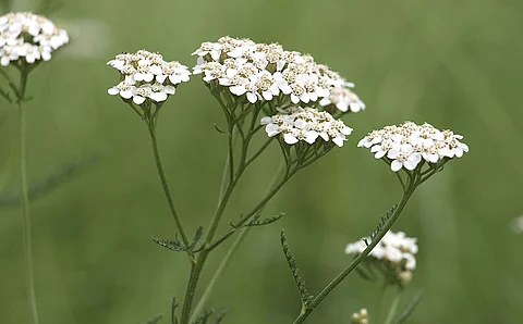 Mehrere Schafgarbenblüten auf einem Feld, der Hintergrund ist verschwommen