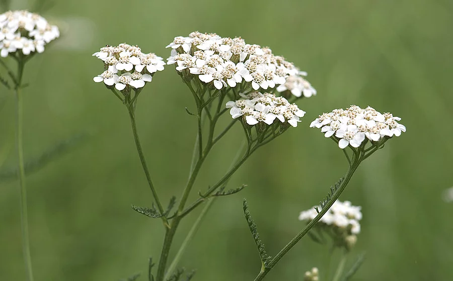 Mehrere Schafgarbenblüten auf einem Feld, der Hintergrund ist verschwommen