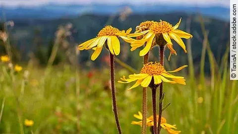 Arnika-Blüten in einer Berglandschaft
