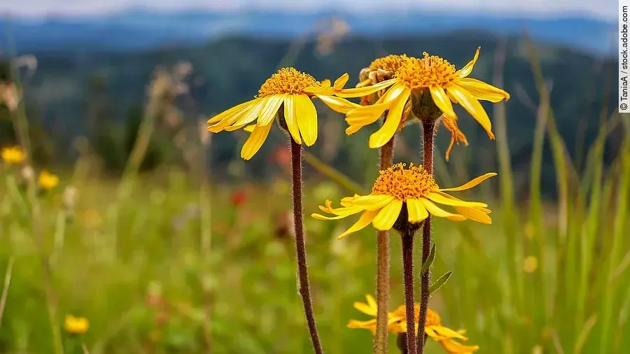 Arnika-Blüten in einer Berglandschaft
