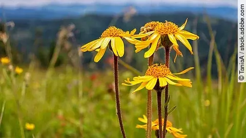 Arnika-Blüten in einer Berglandschaft