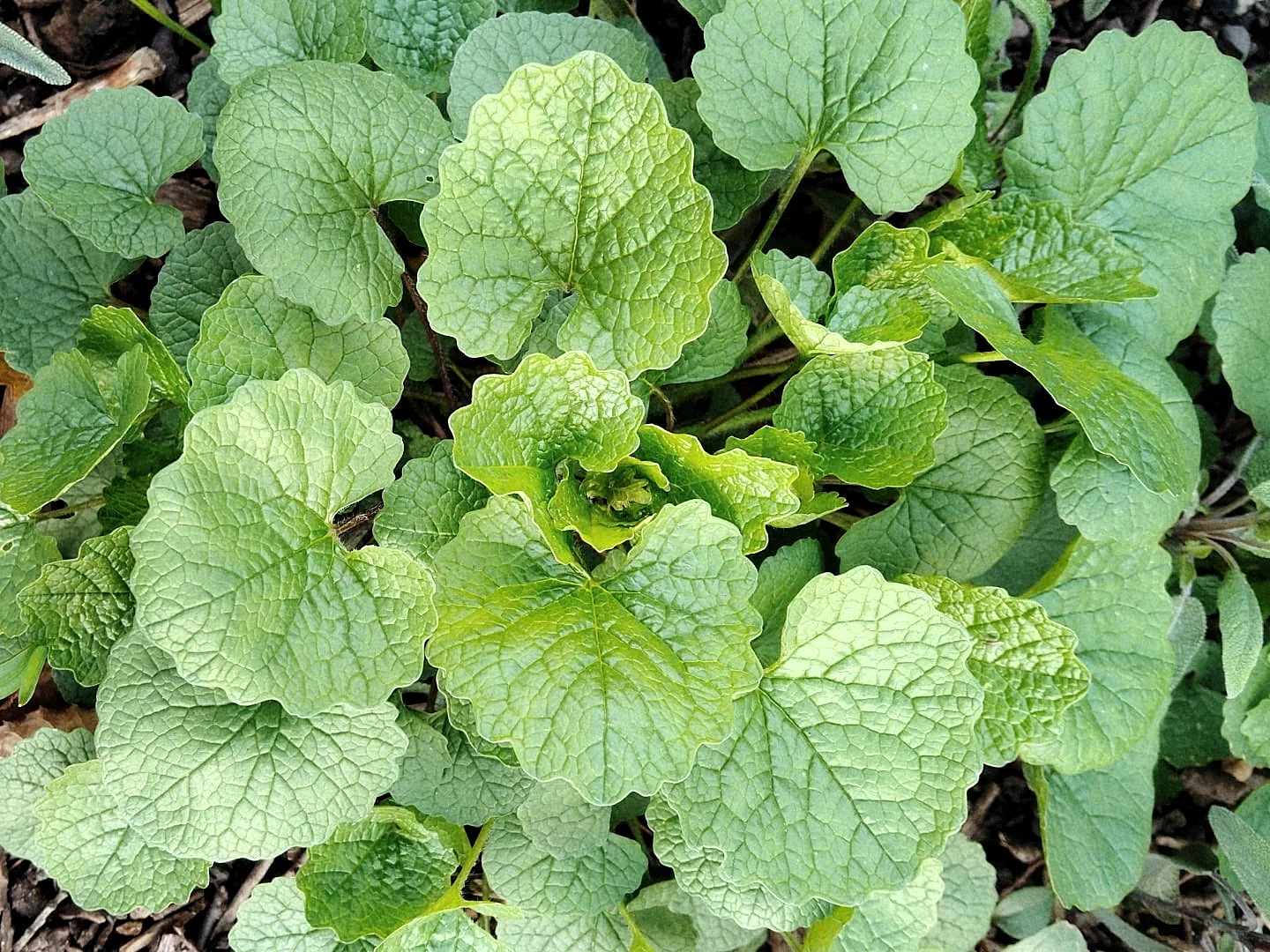 Habitus der Knoblauchsrauke ohne Blüten im frühen Frühjahr: nierenförmige Blätter