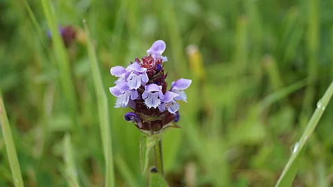 Kleine Braunelle - Blüte