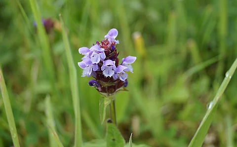 Kleine Braunelle - Blüte