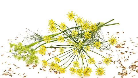 Fenchelblüten und -samen auf weißem Hintergrund