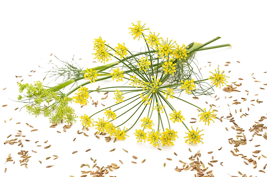 Fenchelblüten und -samen auf weißem Hintergrund