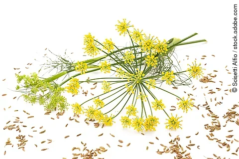 Fenchelblüten und -samen auf weißem Hintergrund