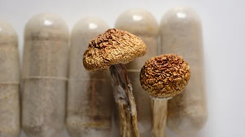 Kapseln mit braunem Pulver und getrocknete magic mushrooms als Supplement 