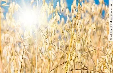 goldene Haferähren unter blauem Himmel