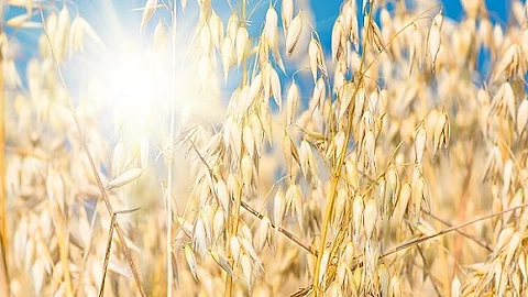 goldene Haferähren unter blauem Himmel