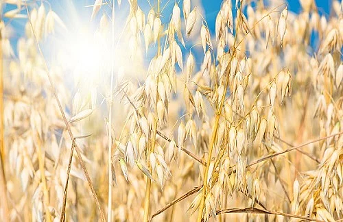 golden ear of oats against the blue sky and sun goldene Haferähren unter blauem Himmel