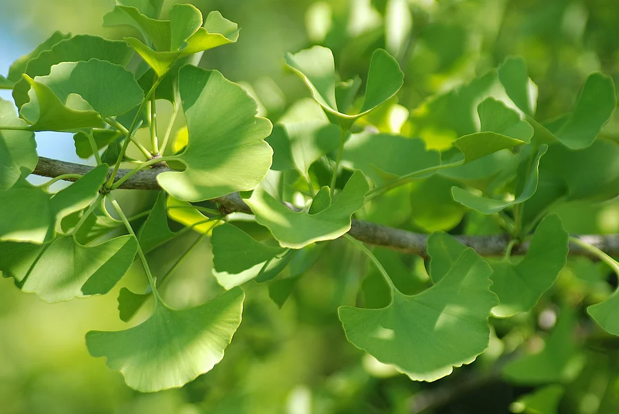 GINKGO BILOBA Ginkgo: Zweig mit Blättern