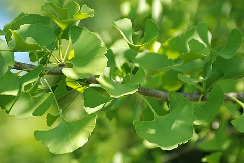Ginkgo: Zweig mit Blättern