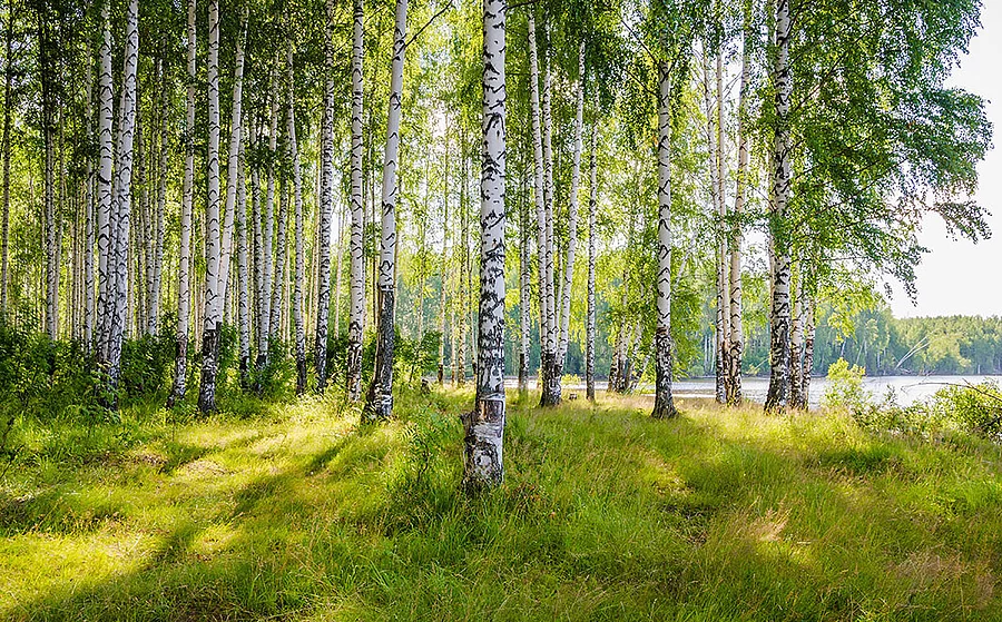 Birkenwald an einem See