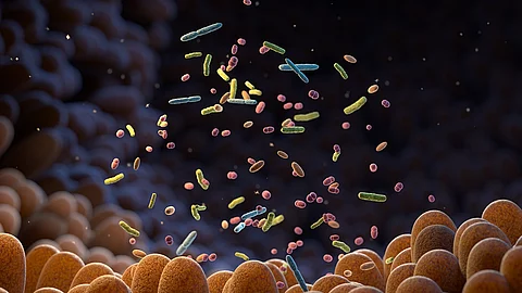 Grafik Mikrobiom: Darmzotten und verschiedenfarbige Mikroben