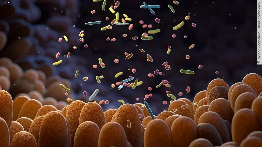 Grafik Mikrobiom: Darmzotten und verschiedenfarbige Mikroben Grafik Mikrobiom: Darmzotten und verschiedenfarbige Mikroben