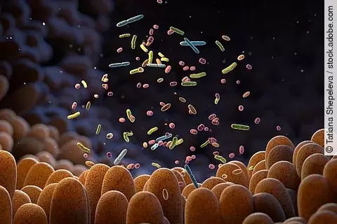 Grafik Mikrobiom: Darmzotten und verschiedenfarbige Mikroben