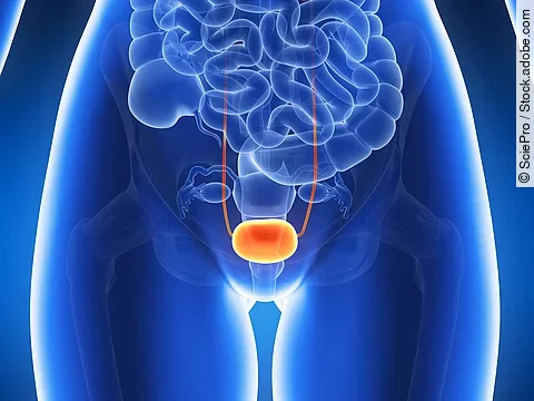 3d Illustration der Blase im transparenten weiblichen Körper