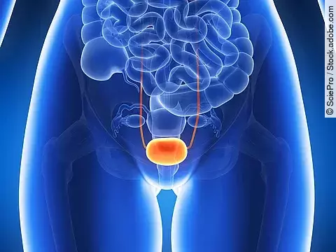 3d Illustration der Blase im transparenten weiblichen Körper