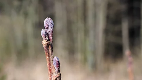 Knospe einer Schwarz-Erle