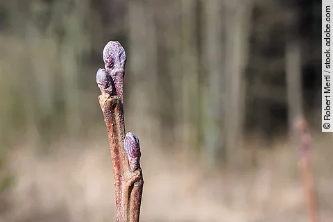 Knospe einer Schwarz-Erle