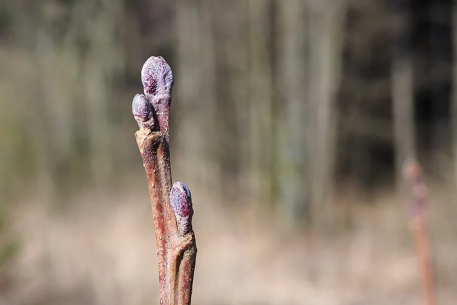 Knospe einer Schwarz-Erle
