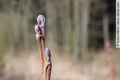 Knospe einer Schwarz-Erle