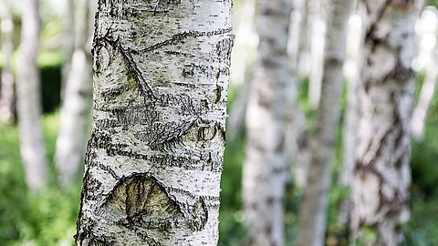 Birkenstämme im Wald