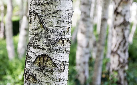 Birkenstämme im Wald