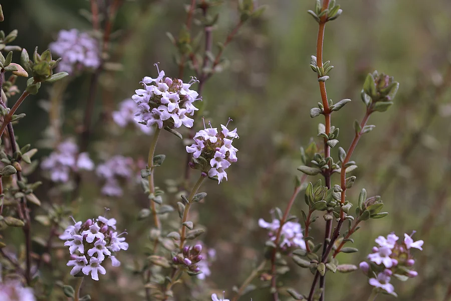 Thymian Pflanze mit Blüte.