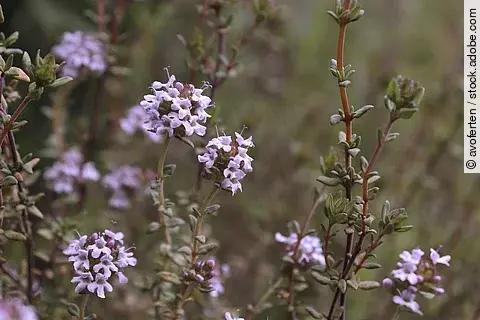 Thymian Pflanze mit Blüte.