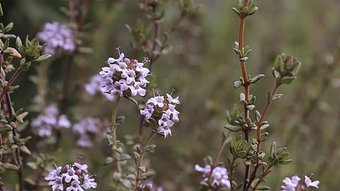Thymian Pflanze mit Blüte.