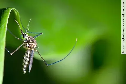 Eine Stechmücke hängt an einem Blatt. 