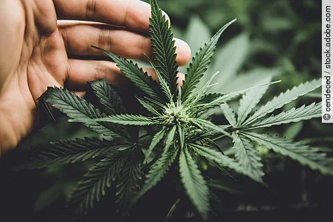 Hand umfasst Hanfpflanze