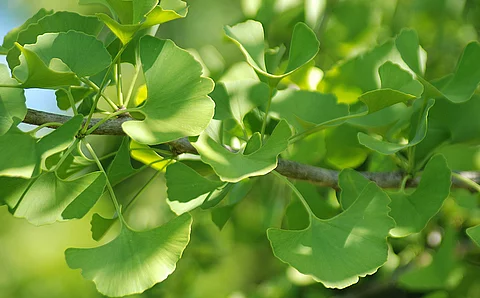 Ginkobaum