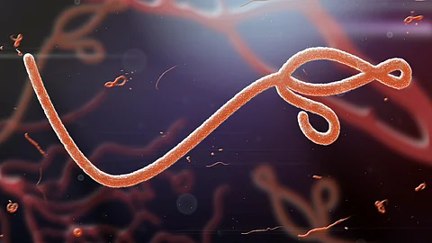 Ebola-Virus farbig dargestellt in mikroskopischer Form 