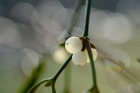 Mistelzweig mit Früchten in der Natur