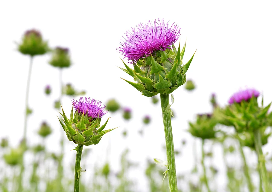 Field with Silybum marianum (Milk Thistle) , Medical plants. Mariendistelfeld