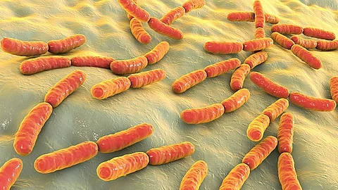 Grafik von Laktobazillen.