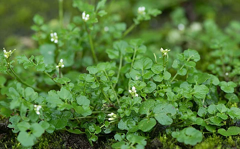 Garten-Schaumkraut